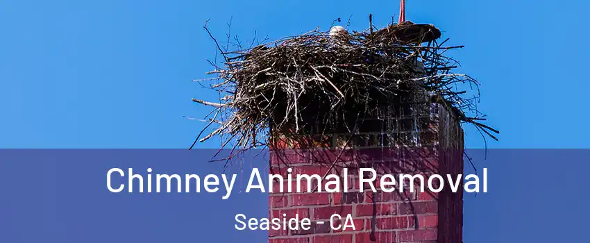 Chimney Animal Removal Seaside - CA