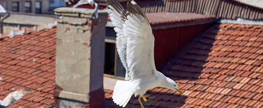 Residential Chimney Animal Removal Solution in Seaside, CA